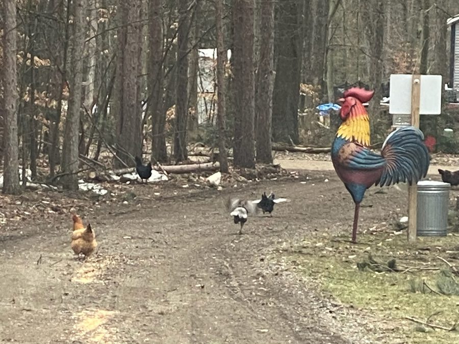 Birds out along the drive in the woods
