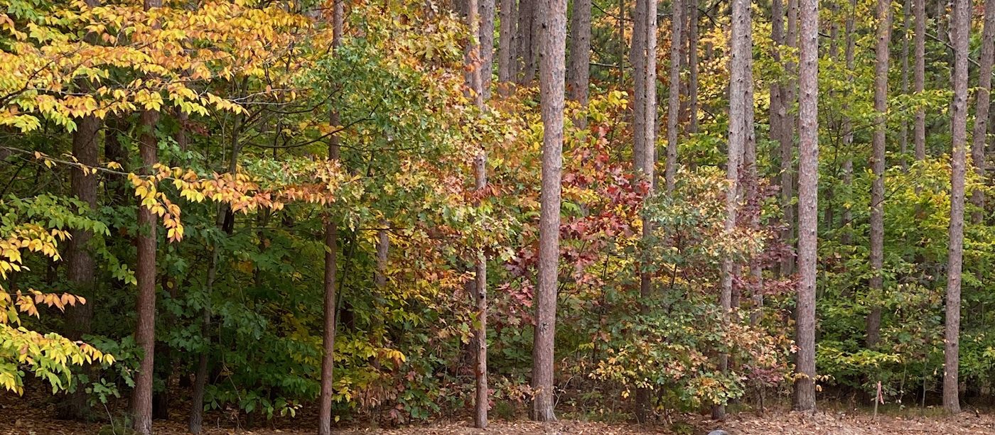 Autumn woods and lawn from the deck rail