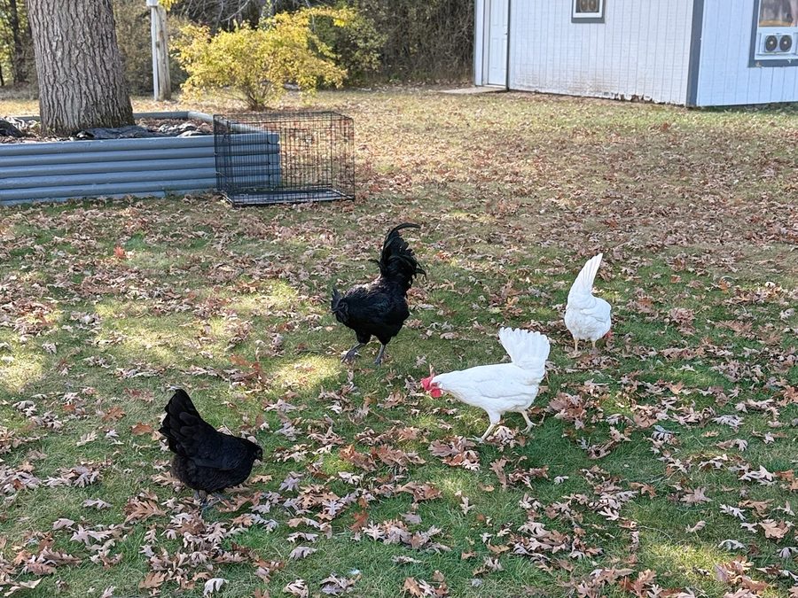 Chickens foraging in the yard by the coop