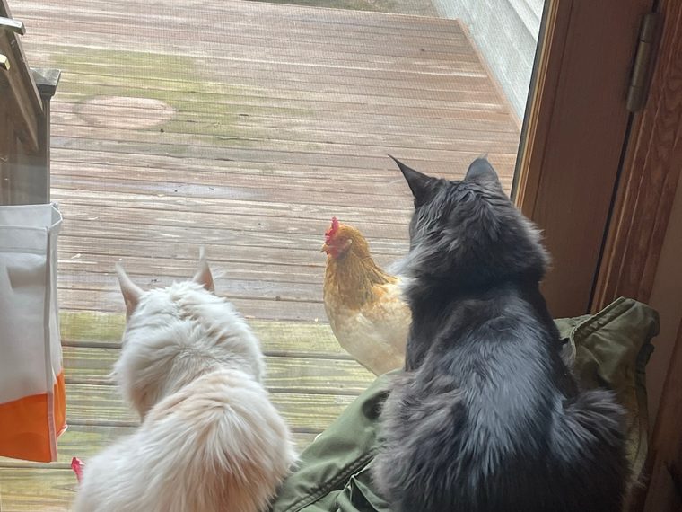 The cats watching Lucy out on the back deck