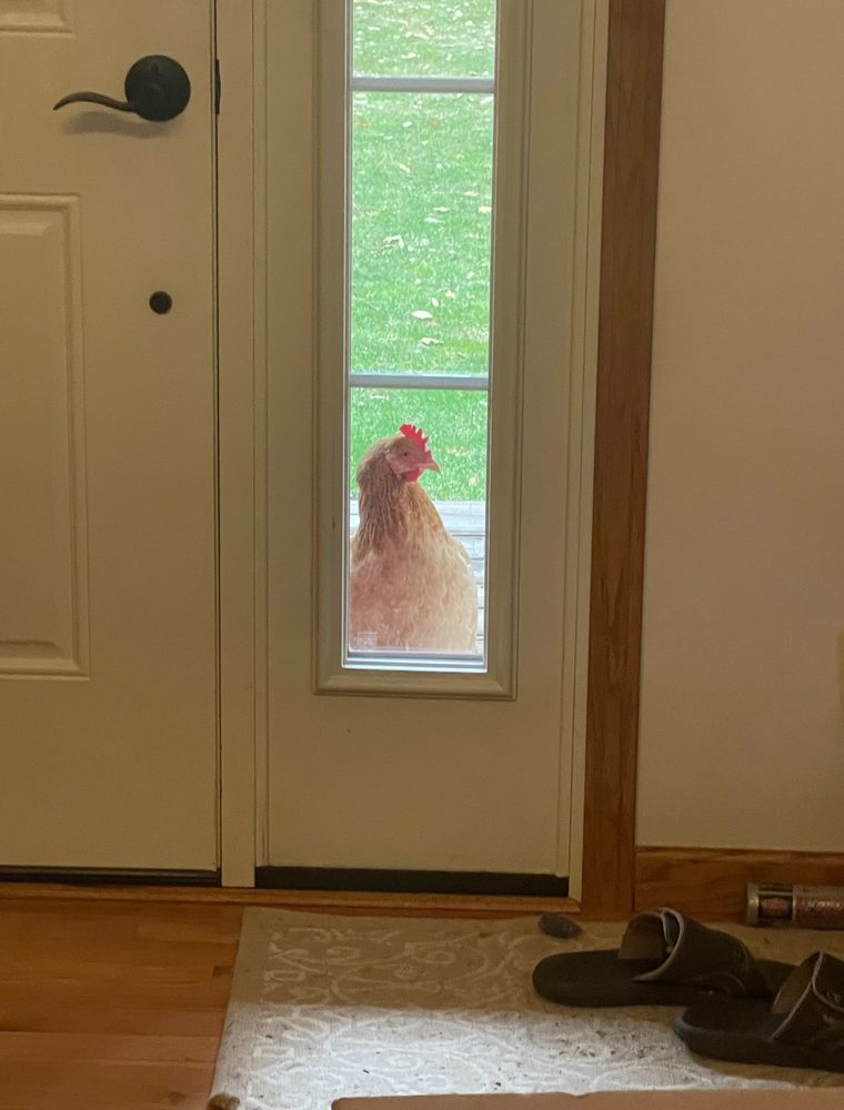 Lucy the hen looking in through the front door sidelight