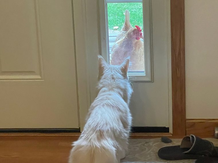 Zeus the cat watching Lucy through the glass